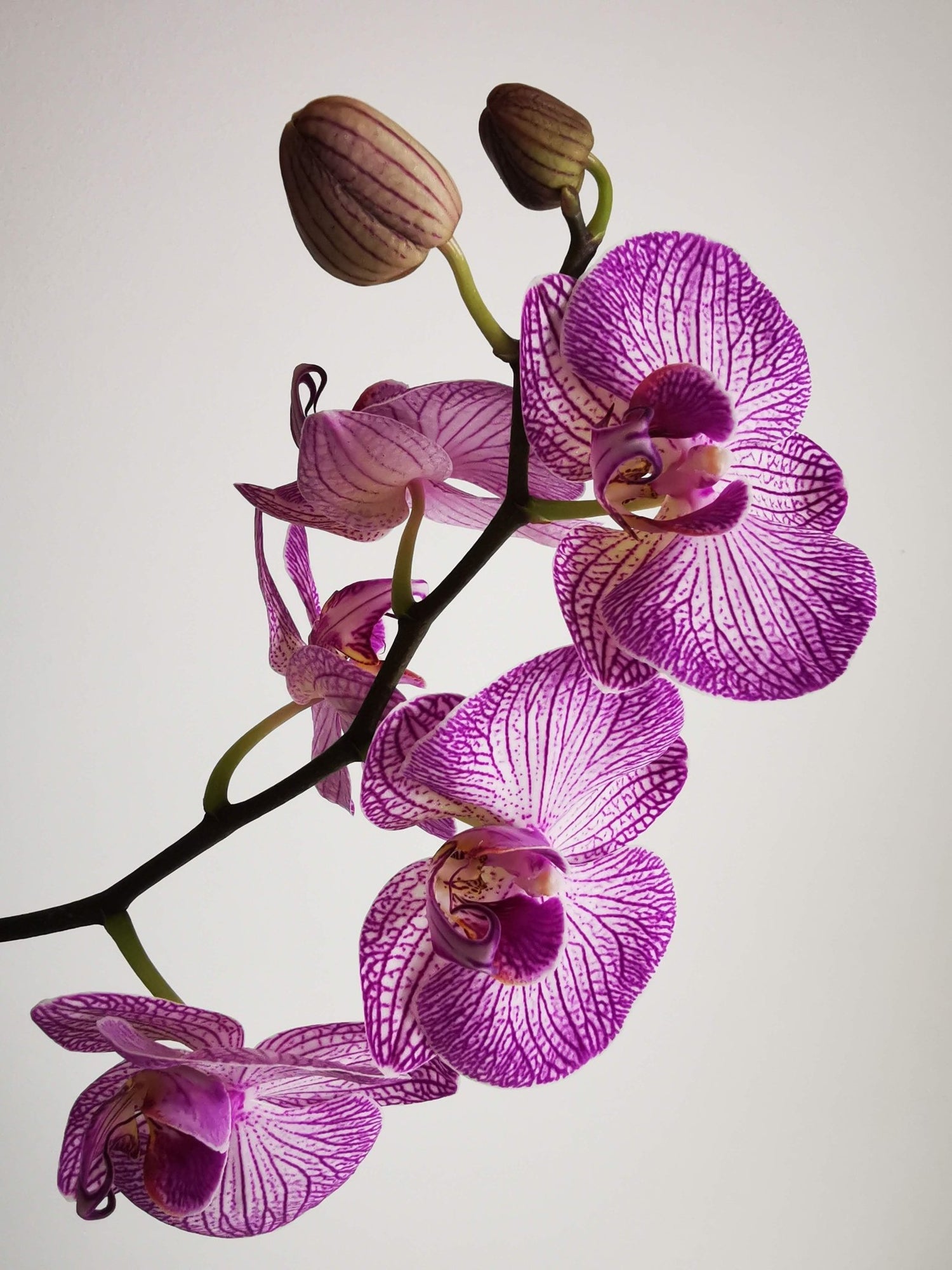 Orchid Collection - Flower Delivery Brooklyn