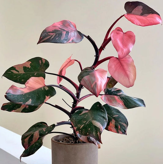 Philodendron "Pink Princess" in 6" Clay Pot - Floral Arrangement - Flower Delivery Brooklyn