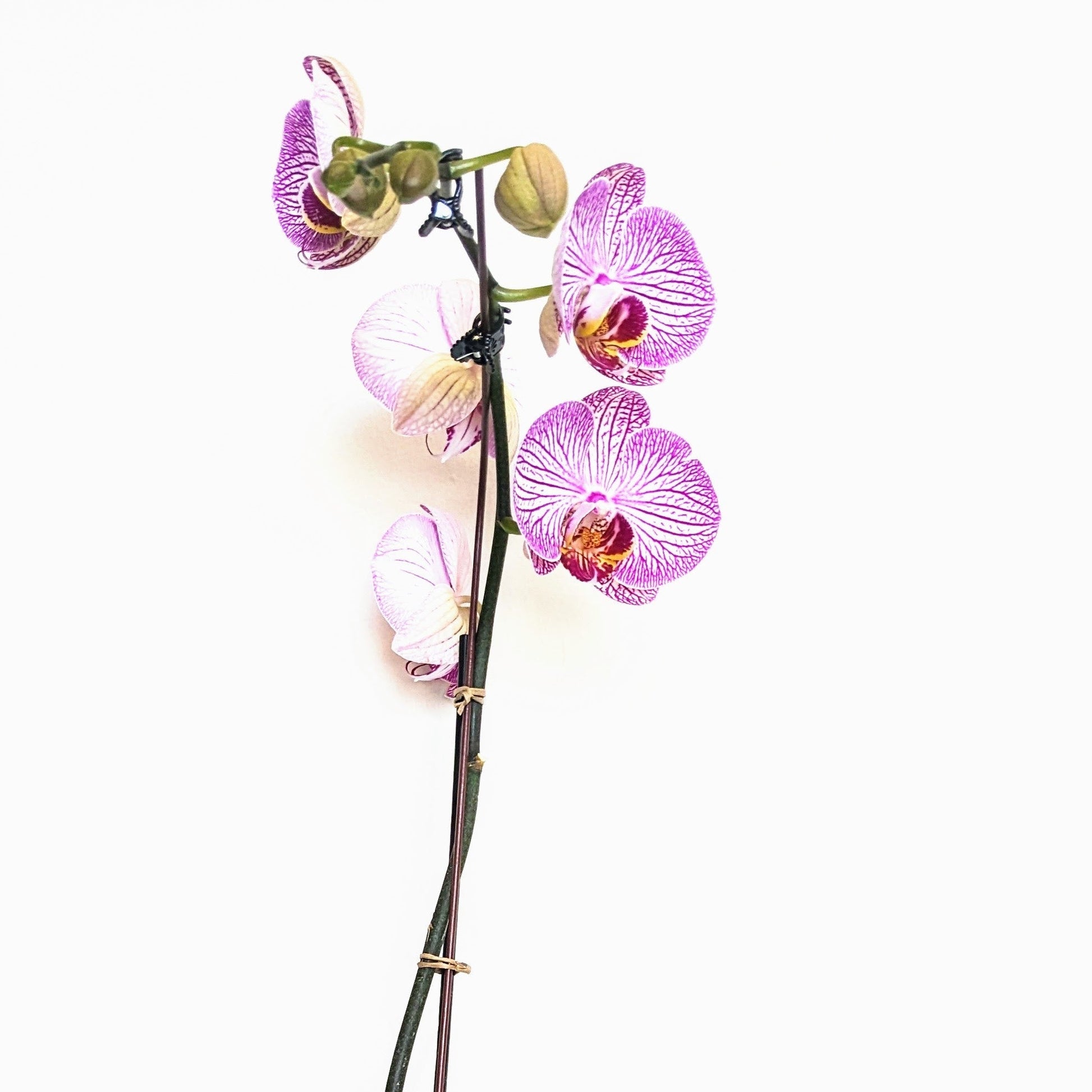 Purple Swirl Phalaenopsis Orchid - Floral Arrangement - Flower Delivery Brooklyn