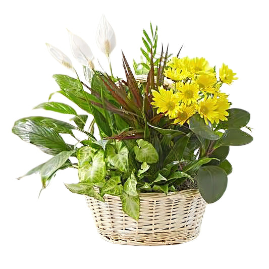 With Love Dish Garden & Fresh Cut Flowers - Floral Arrangement - Flower Delivery Brooklyn