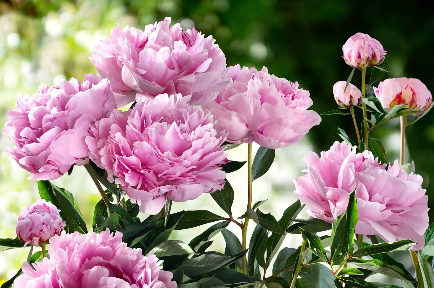 Peony Collection - Flower Delivery Brooklyn