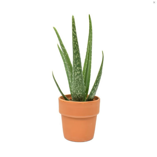 Aloe Vera Plant In Clay Pot - Floral Arrangement - Flower Delivery Brooklyn