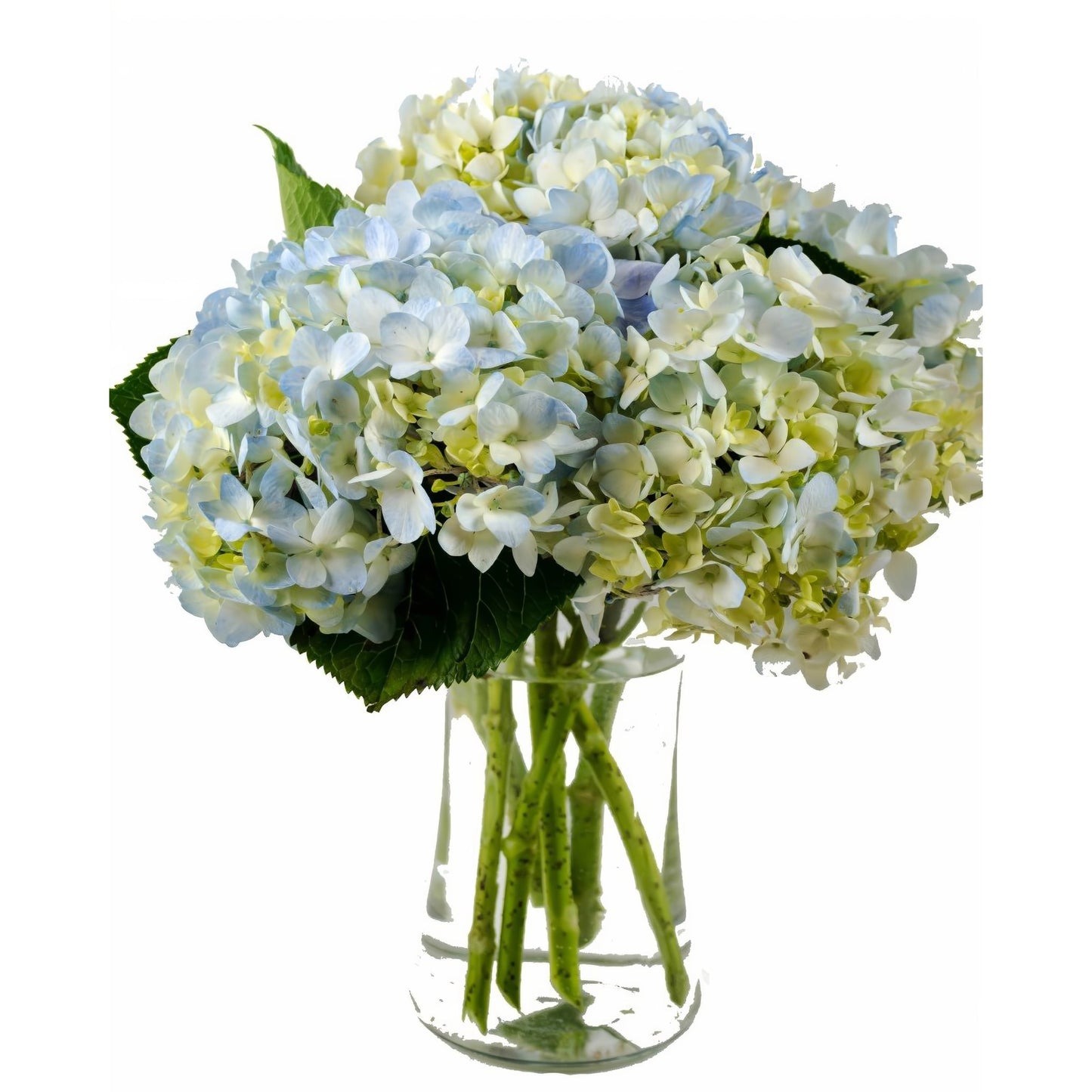Clear Blue Hydrangea Bouquet - Floral Arrangement - Flower Delivery Brooklyn