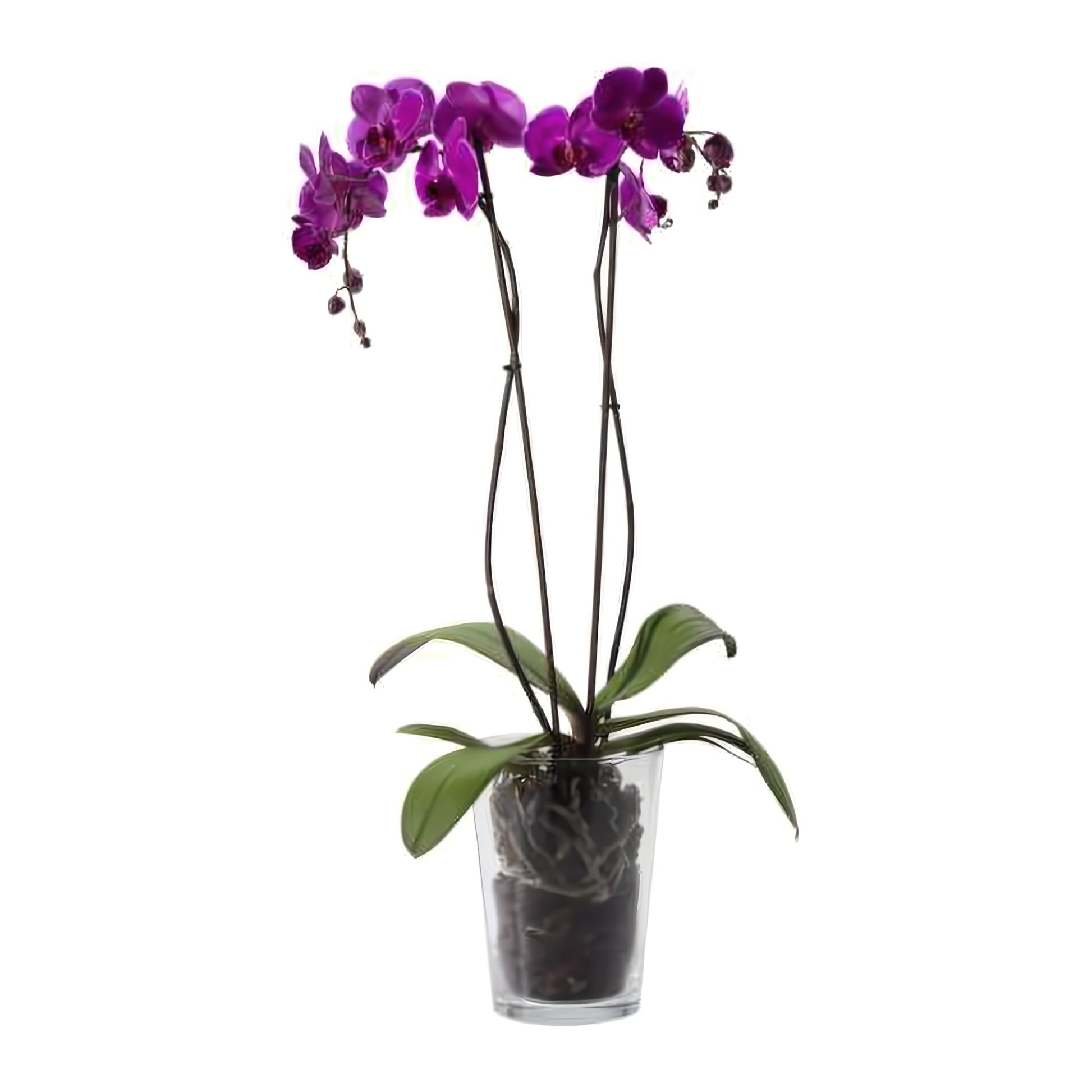 Double Purple Phalaenopsis Orchid - Floral Arrangement - Flower Delivery Brooklyn