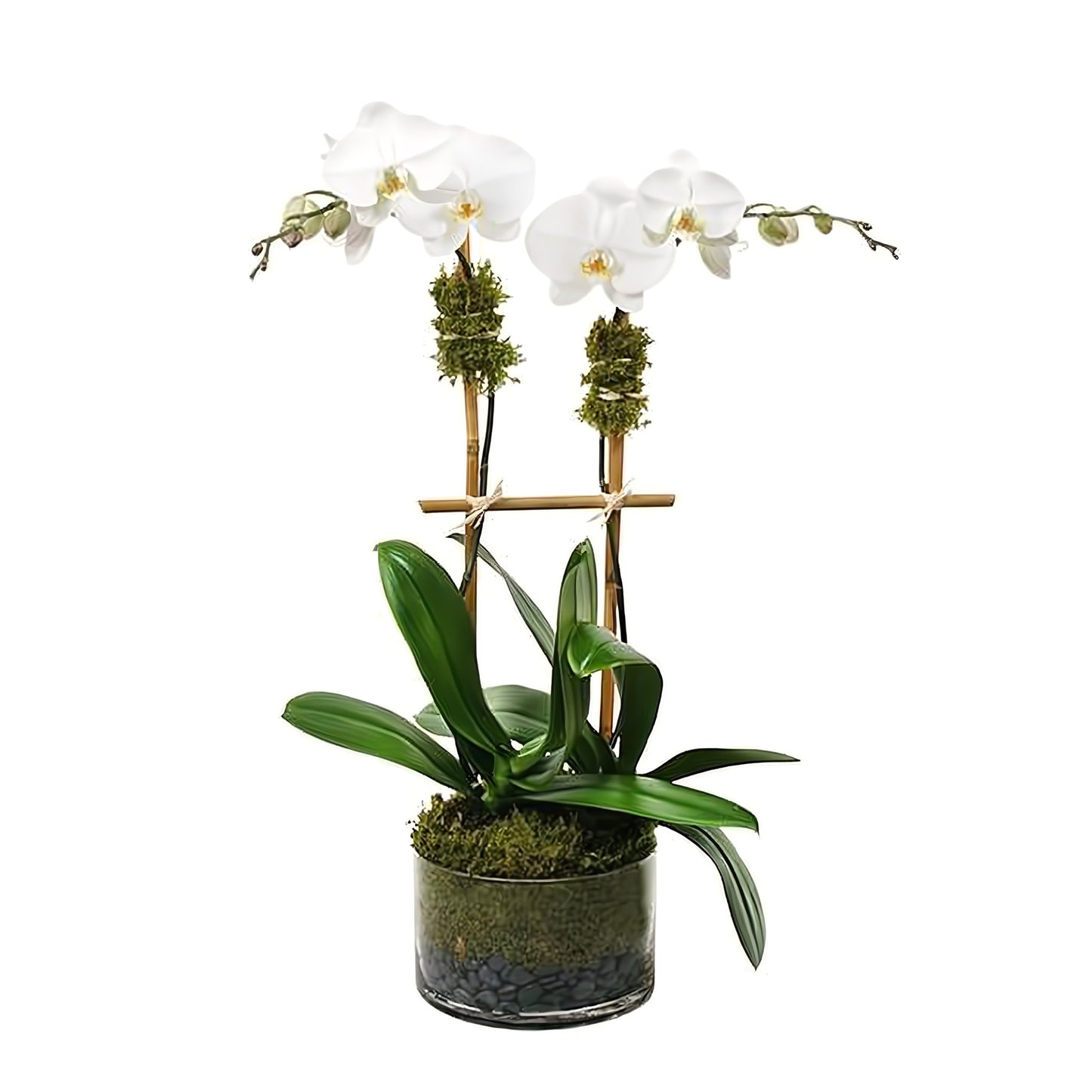 Double White Phalaenopsis Orchid - Floral Arrangement - Flower Delivery Brooklyn
