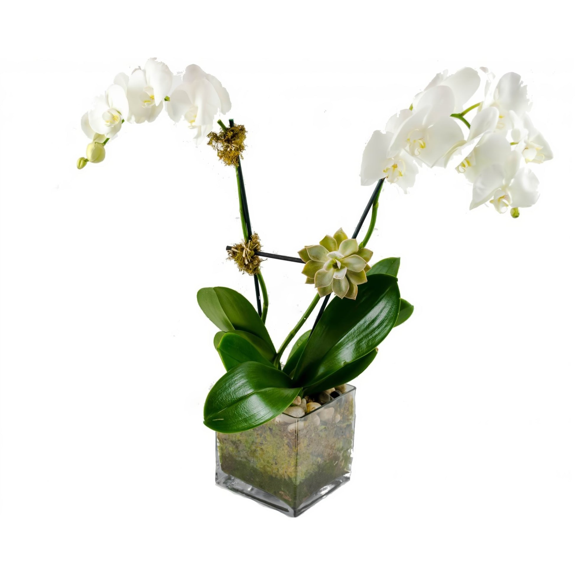 Double White Phalaenopsis Orchid w/ Succulent Plant - Floral Arrangement - Flower Delivery Brooklyn