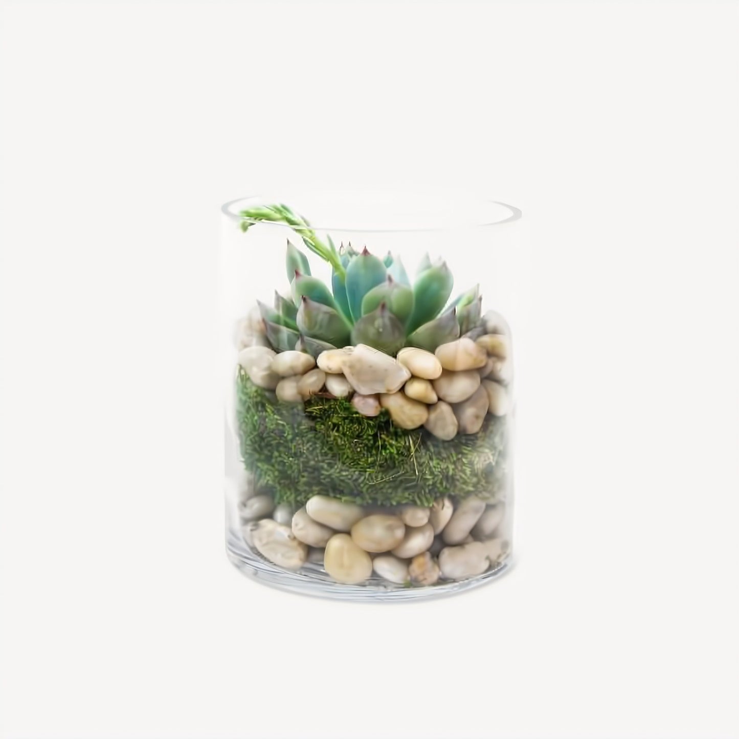 Echeveria Succulent in Cylinder Vase - Floral Arrangement - Flower Delivery Brooklyn