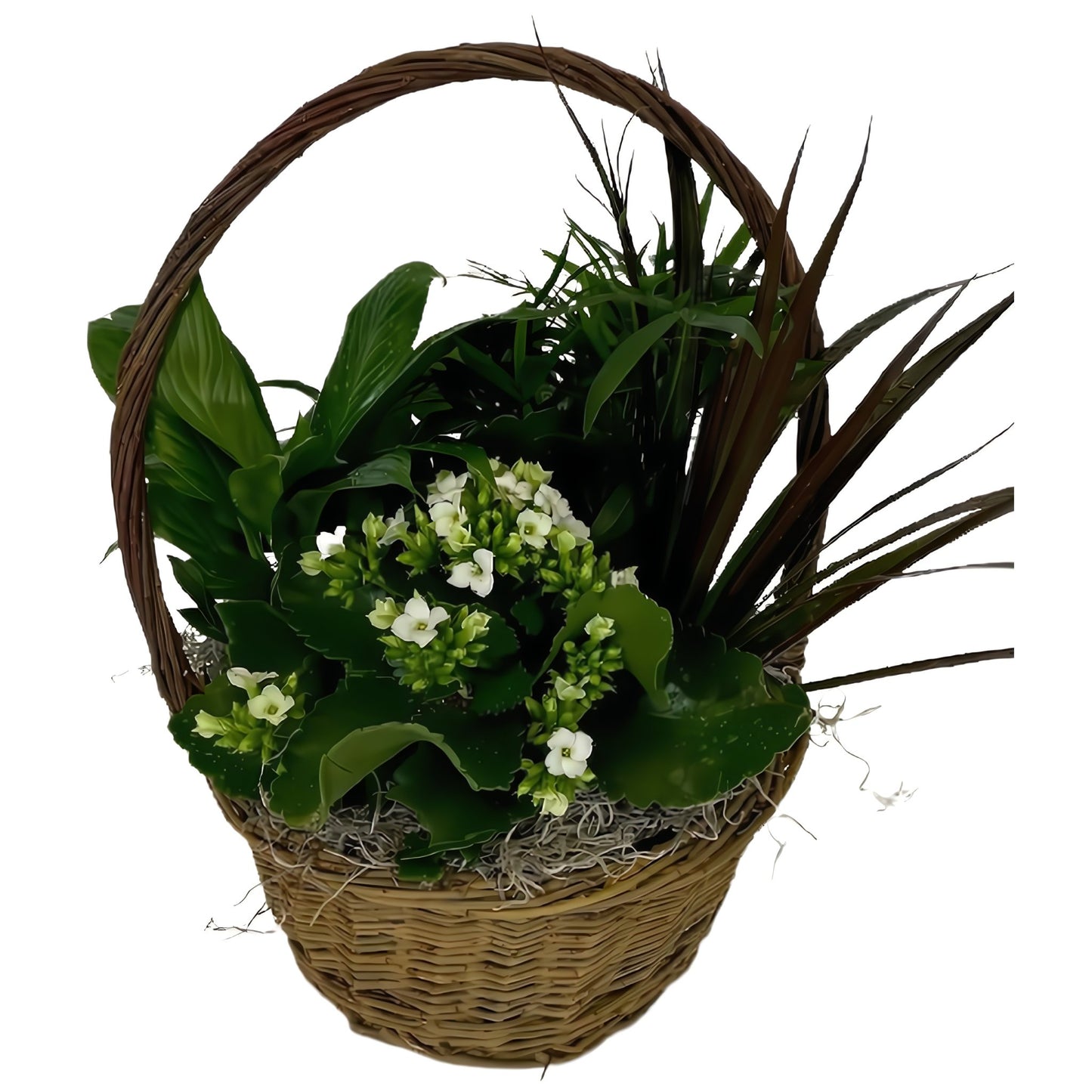 European Dish Garden Basket - Floral Arrangement - Flower Delivery Brooklyn