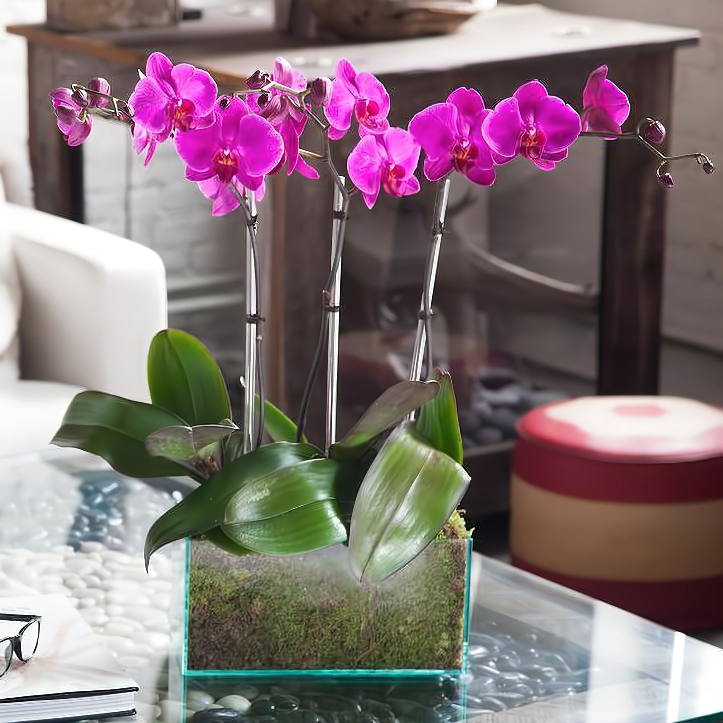 Four Purple Phalaenopsis Orchid - Floral Arrangement - Flower Delivery Brooklyn