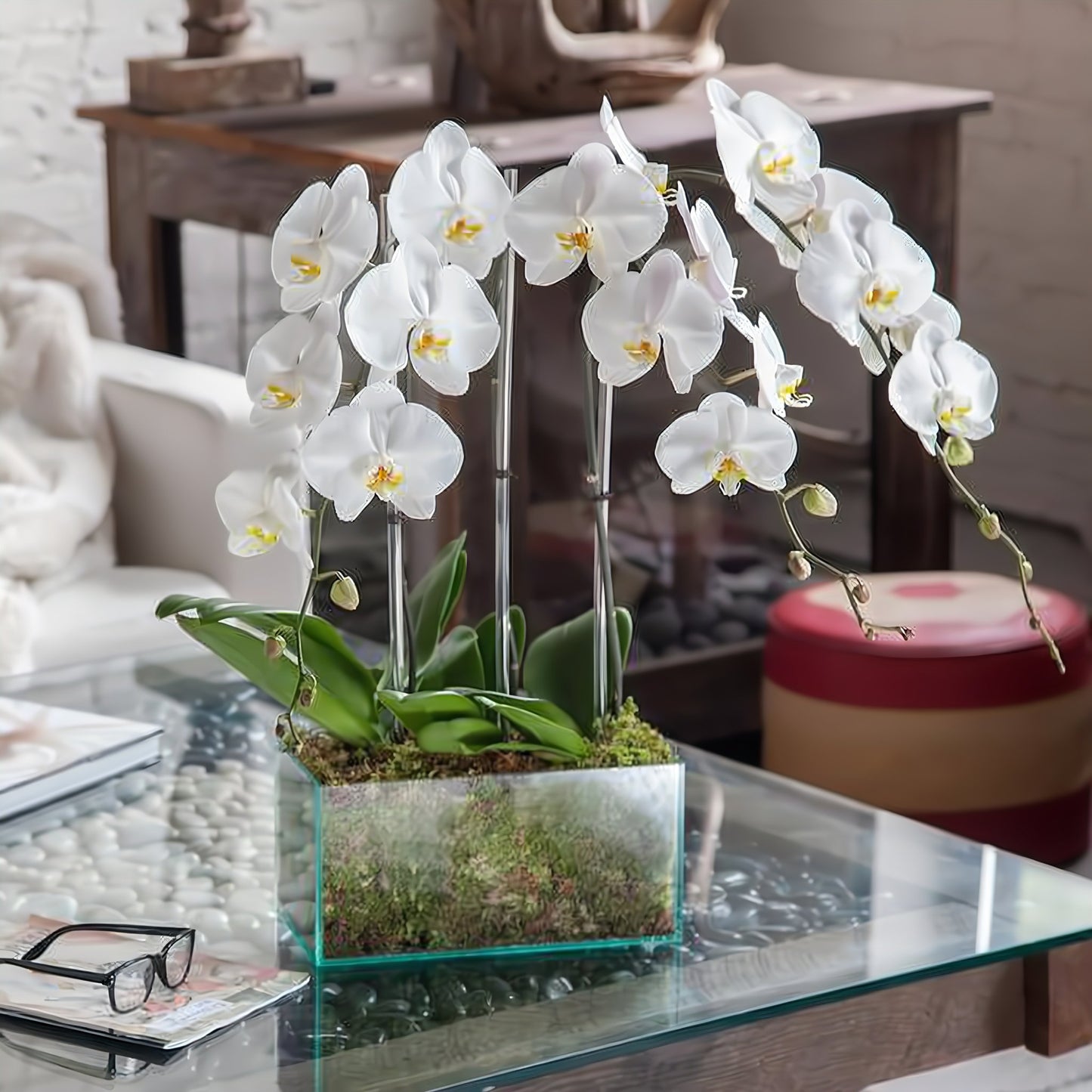 Four White Phalaenopsis Orchid - Floral Arrangement - Flower Delivery Brooklyn