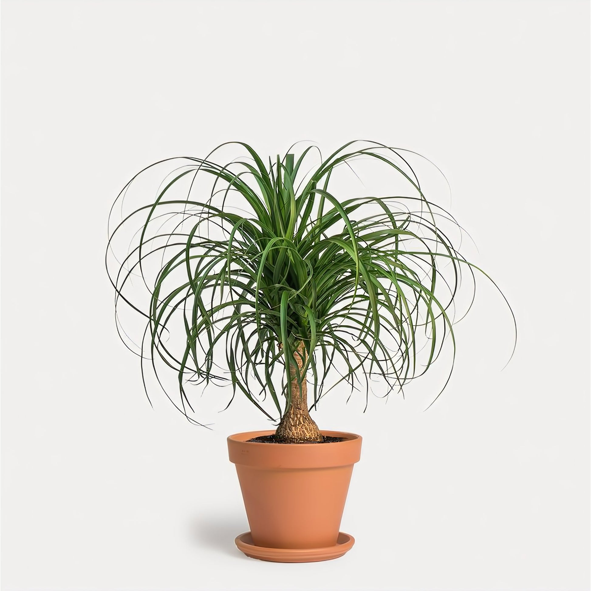 Pony Tail Palm In Clay Pot - Floral Arrangement - Flower Delivery Brooklyn