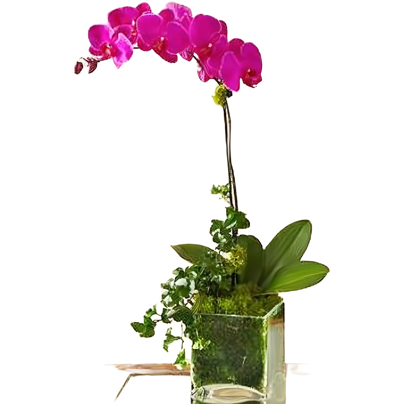 Purple Phalaenopsis Orchid - Floral Arrangement - Flower Delivery Brooklyn
