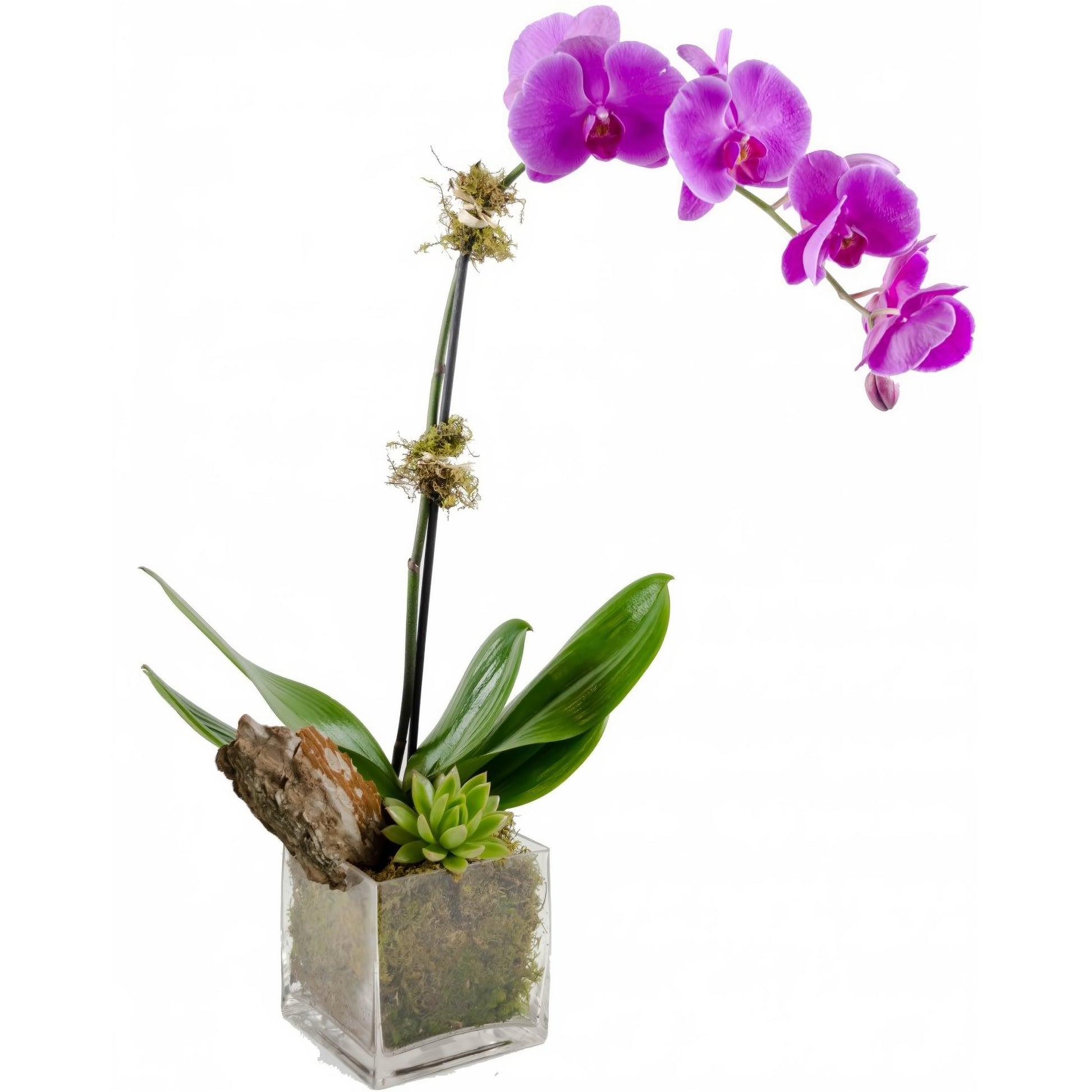 Purple Phalaenopsis Orchid w/ Succulent Plant - Floral Arrangement - Flower Delivery Brooklyn