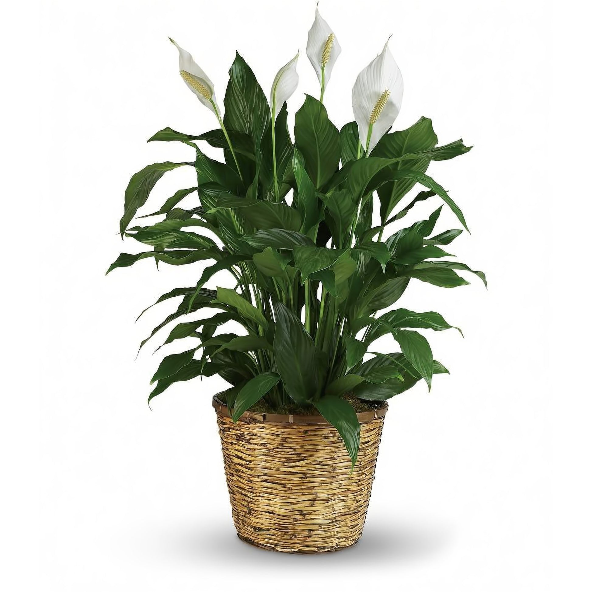Spathiphyllum Plant Peace Lily - Floral Arrangement - Flower Delivery Brooklyn