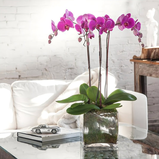 Triple Purple Phalaenopsis Orchid - Floral Arrangement - Flower Delivery Brooklyn