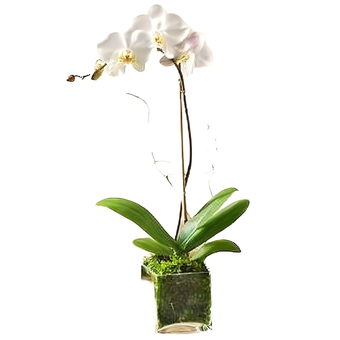 White Phalaenopsis Orchid - Floral Arrangement - Flower Delivery Brooklyn